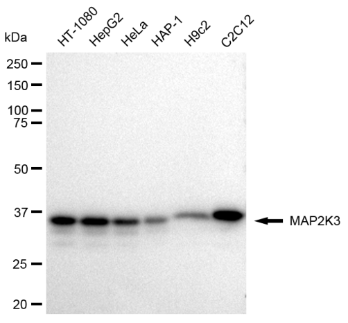 [KD Validated] Anti-MAP2K3 Rabbit mAb [95B96E02]