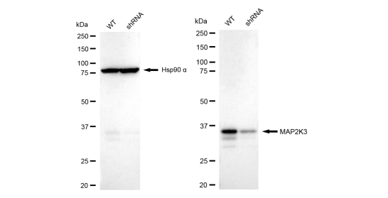 [KD Validated] Anti-MAP2K3 Rabbit mAb [95B96E02]
