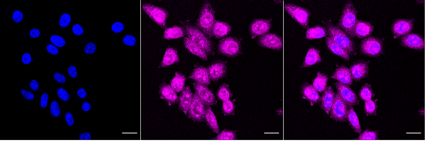 [KD Validated] Anti-TBK1 Rabbit mAb [25A29S35]