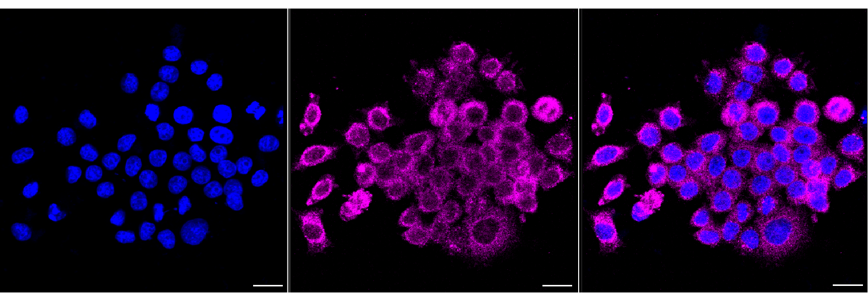 [KD Validated] Anti-RIPK1 Rabbit mAb [40M66F58]
