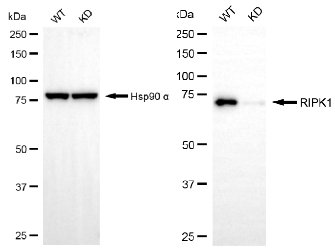 [KD Validated] Anti-RIPK1 Rabbit mAb [40M66F58]