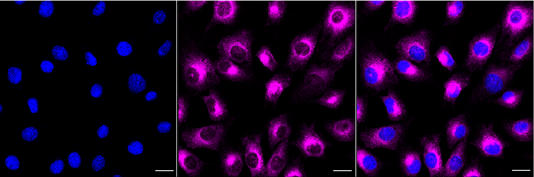 [KD Validated] Anti-LRP1 Rabbit mAb [17N34B26]