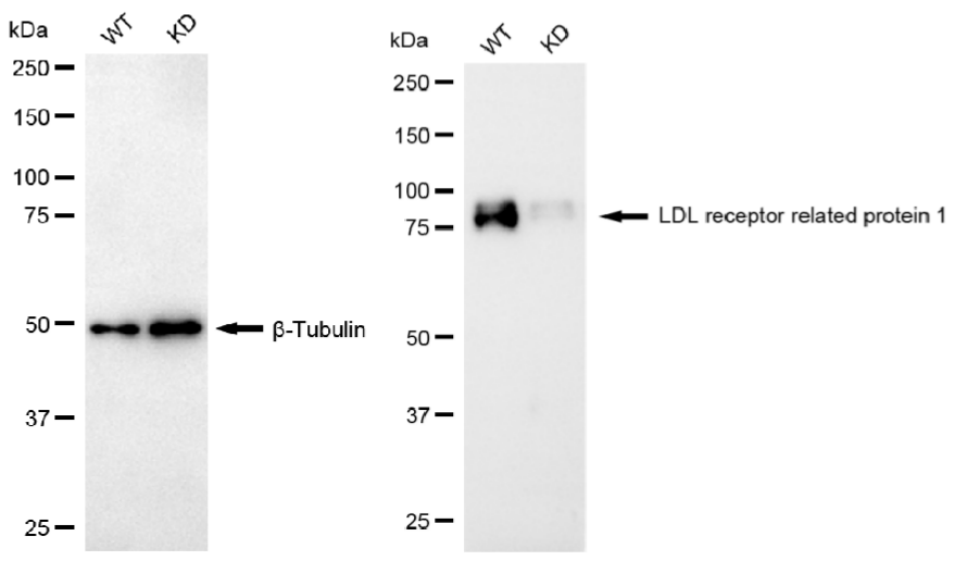 [KD Validated] Anti-LRP1 Rabbit mAb [17N34B26]