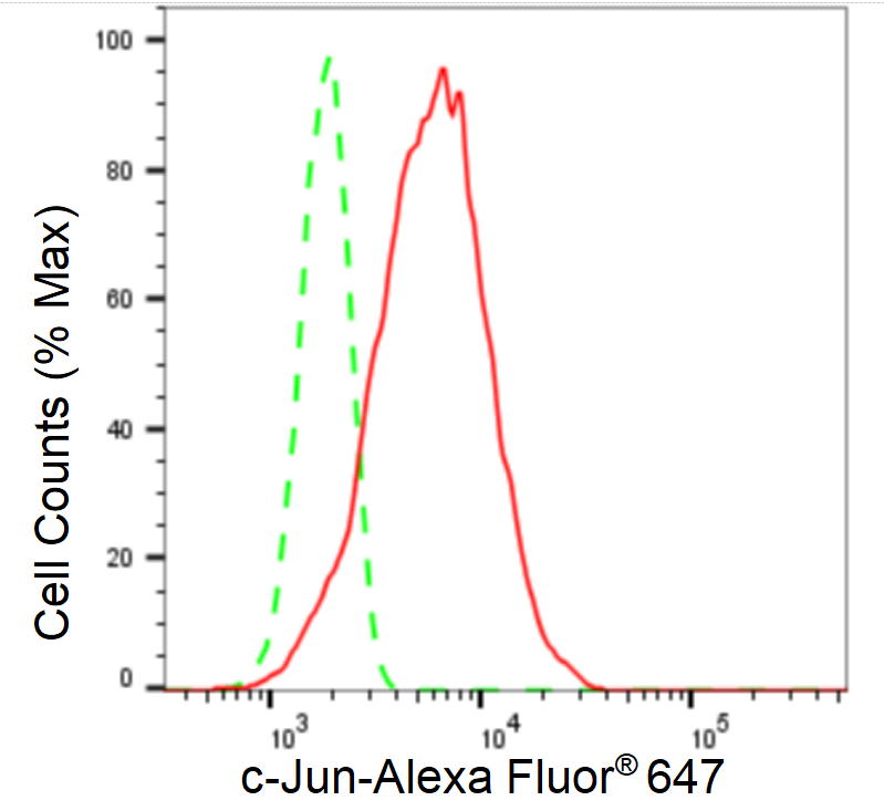 [KD Validated] Anti-JUN Rabbit mAb [51T31N58]
