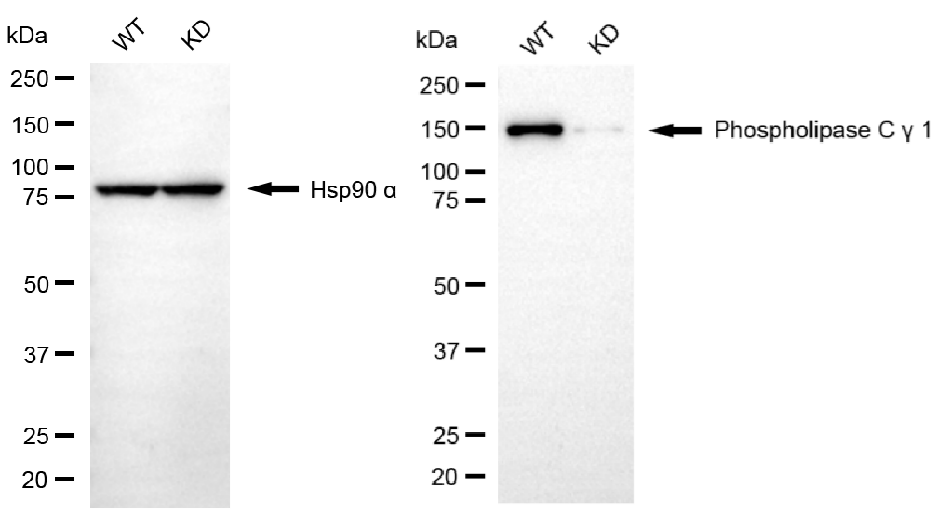 [KD Validated] Anti-PLCG1 Rabbit mAb [47H40S62]