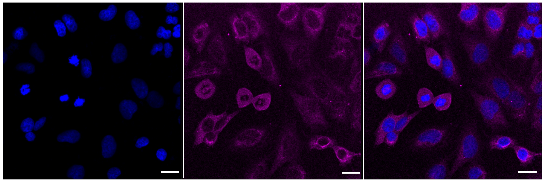 [KD Validated] Anti-PPP3CA Rabbit mAb [11T45J64]