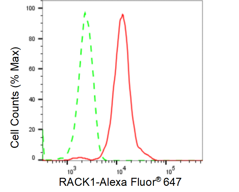 [KD Validated] Anti-RACK1 Rabbit mAb [48P17S82]