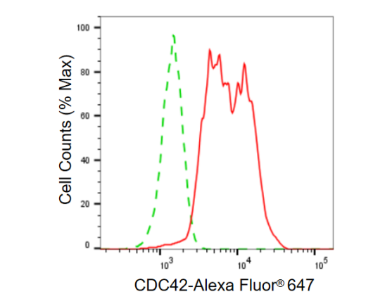 [KD Validated] Anti-CDC42 Rabbit mAb [44A30P78]