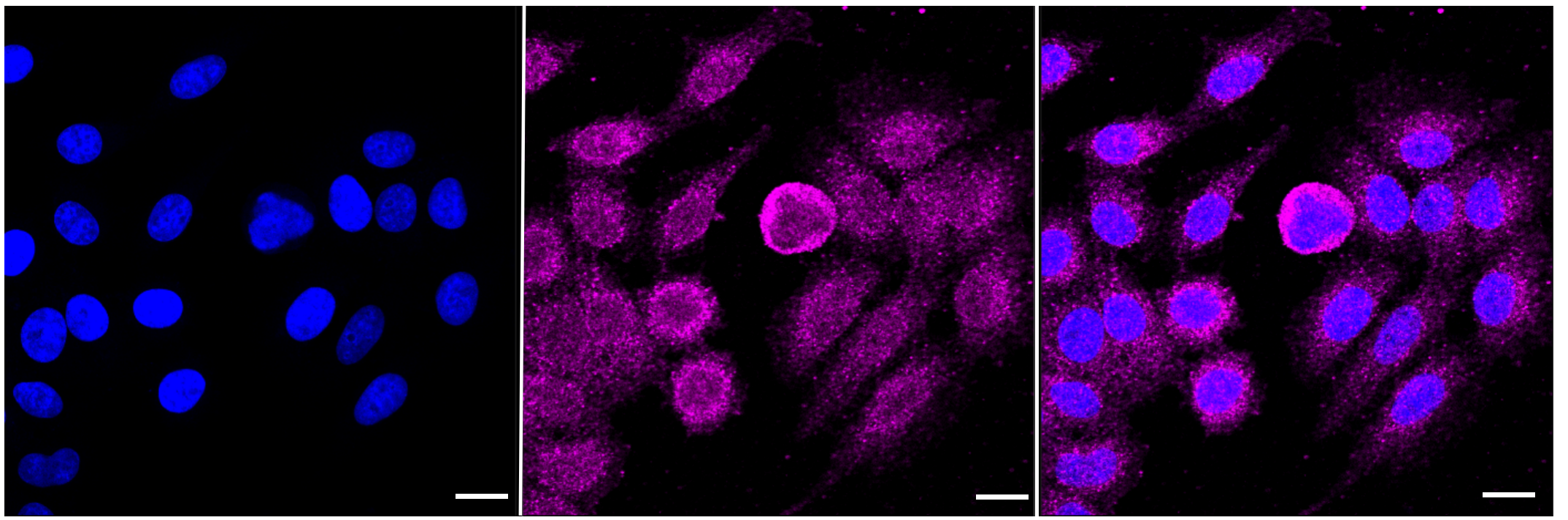 [KD Validated] Anti-CDC42 Rabbit mAb [44A30P78]