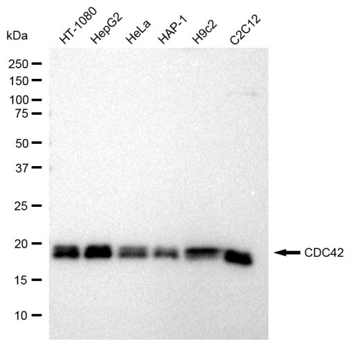 [KD Validated] Anti-CDC42 Rabbit mAb [44A30P78]