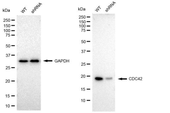 [KD Validated] Anti-CDC42 Rabbit mAb [44A30P78]