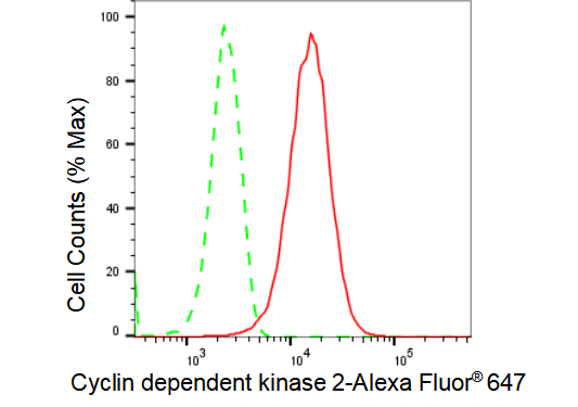 [KD Validated] Anti-CDK2 Rabbit mAb [65T09P45]