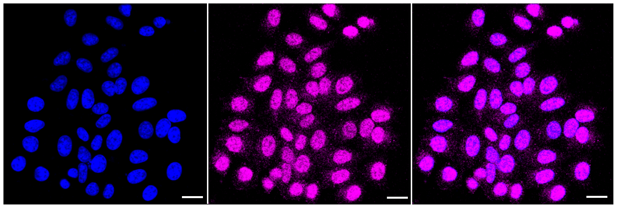 [KD Validated] Anti-CDK2 Rabbit mAb [65T09P45]