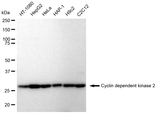 [KD Validated] Anti-CDK2 Rabbit mAb [65T09P45]