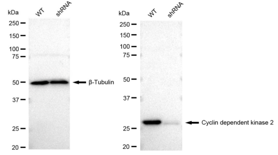 [KD Validated] Anti-CDK2 Rabbit mAb [65T09P45]