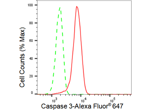 [KD Validated] Anti-CASP3 Rabbit mAb [63A15L20]