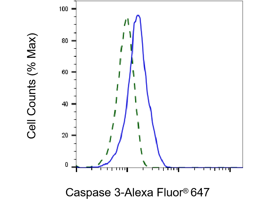 [KD Validated] Anti-CASP3 Rabbit mAb [63A15L20]