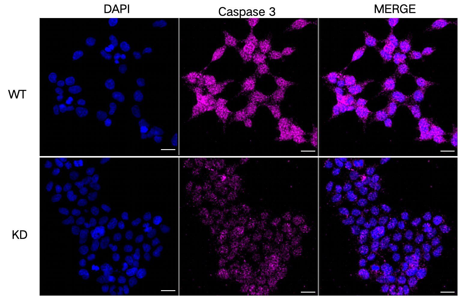 [KD Validated] Anti-CASP3 Rabbit mAb [63A15L20]