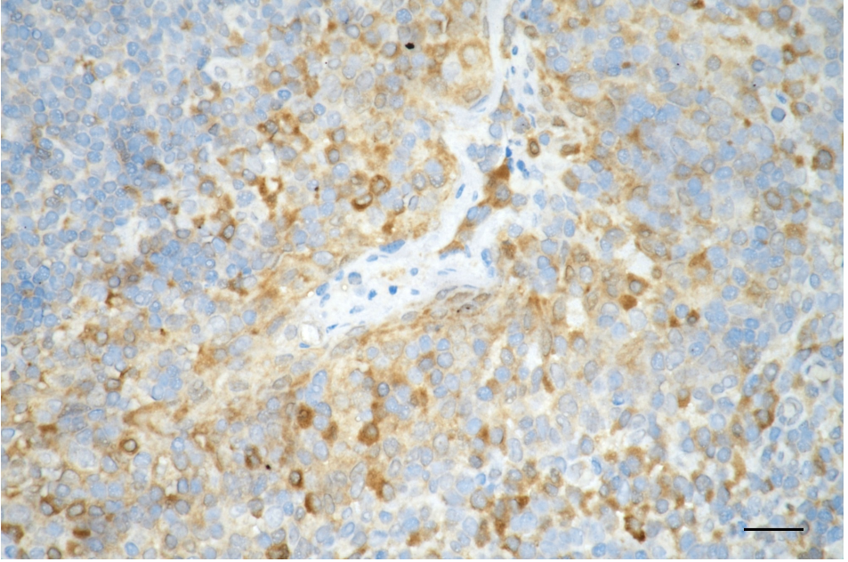 [KD Validated] Anti-CASP3 Rabbit mAb [63A15L20]