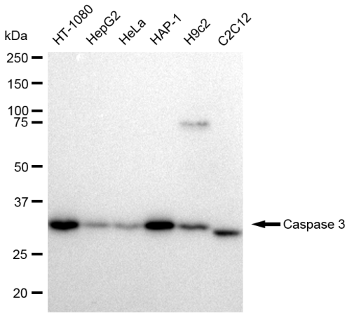 [KD Validated] Anti-CASP3 Rabbit mAb [63A15L20]