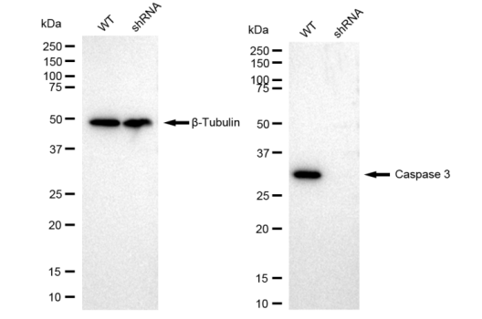 [KD Validated] Anti-CASP3 Rabbit mAb [63A15L20]