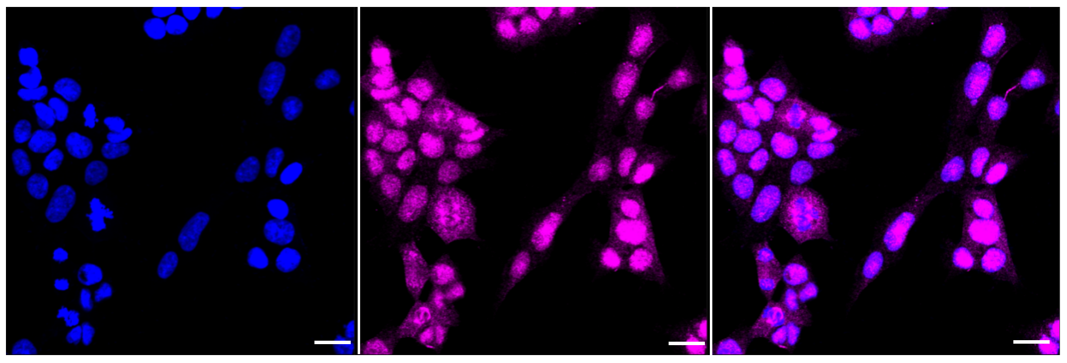 [KD Validated] Anti-RAD51 Rabbit mAb [14E13S93]