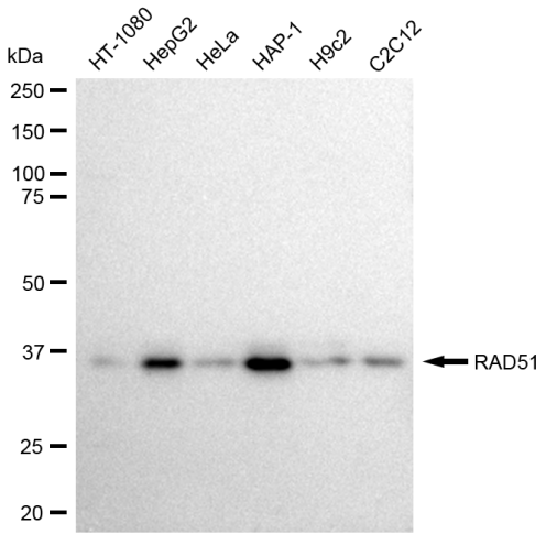 [KD Validated] Anti-RAD51 Rabbit mAb [14E13S93]