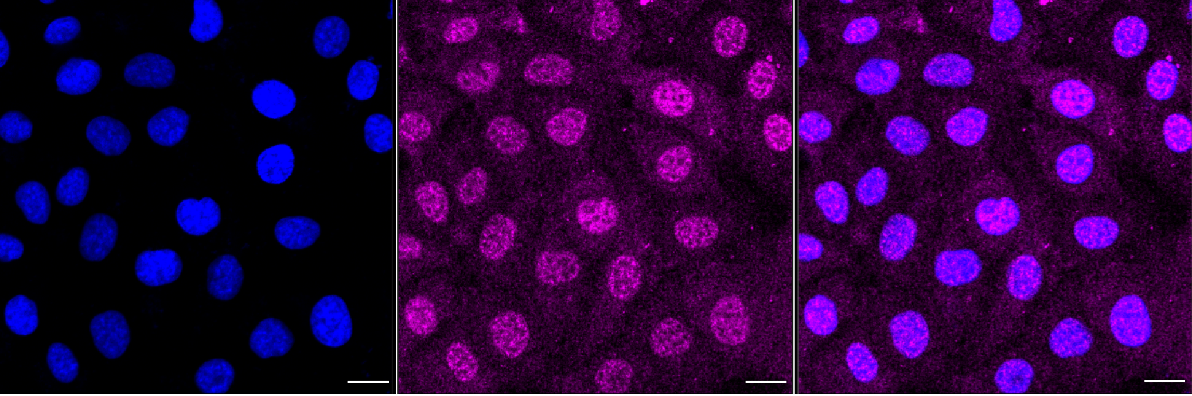 [KD Validated] Anti-BAX Rabbit mAb [48K59O83]