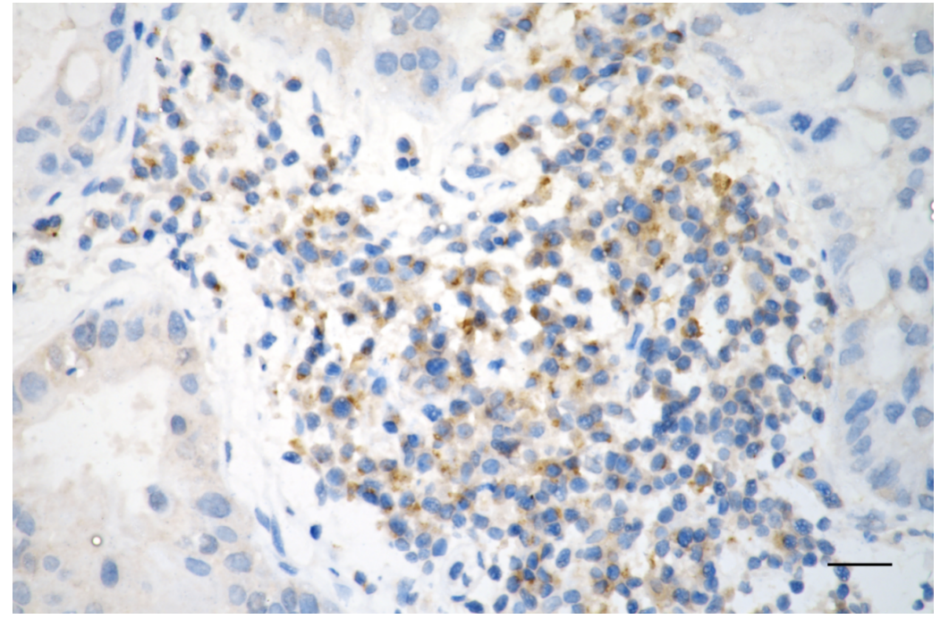 [KD Validated] Anti-BAX Rabbit mAb [48K59O83]