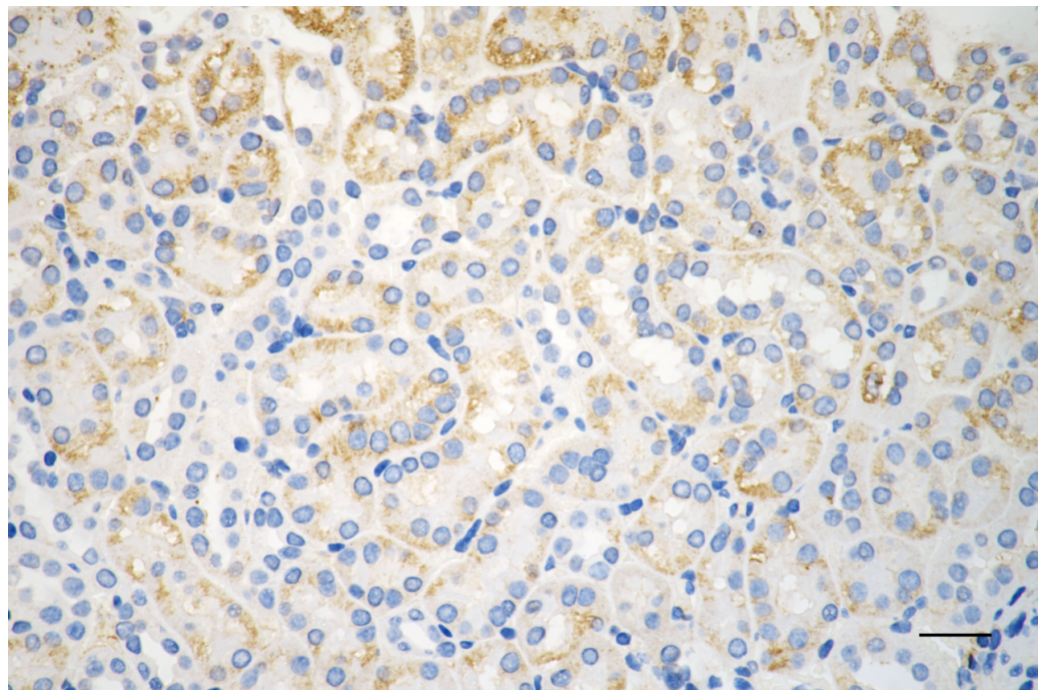 [KD Validated] Anti-BAX Rabbit mAb [48K59O83]