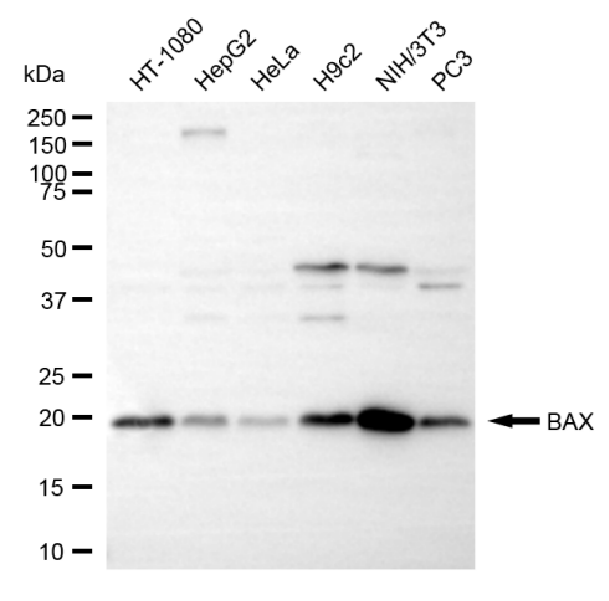 [KD Validated] Anti-BAX Rabbit mAb [48K59O83]
