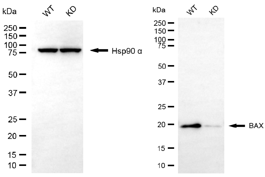 [KD Validated] Anti-BAX Rabbit mAb [48K59O83]