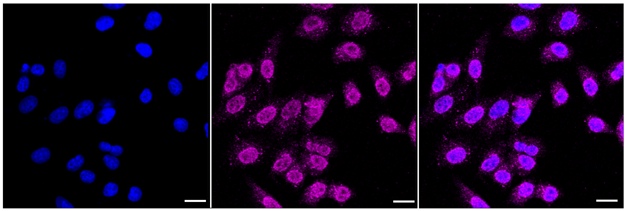 [KD Validated] Anti-JAK1 Rabbit mAb [18P44L51]