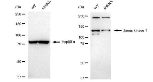 [KD Validated] Anti-JAK1 Rabbit mAb [18P44L51]