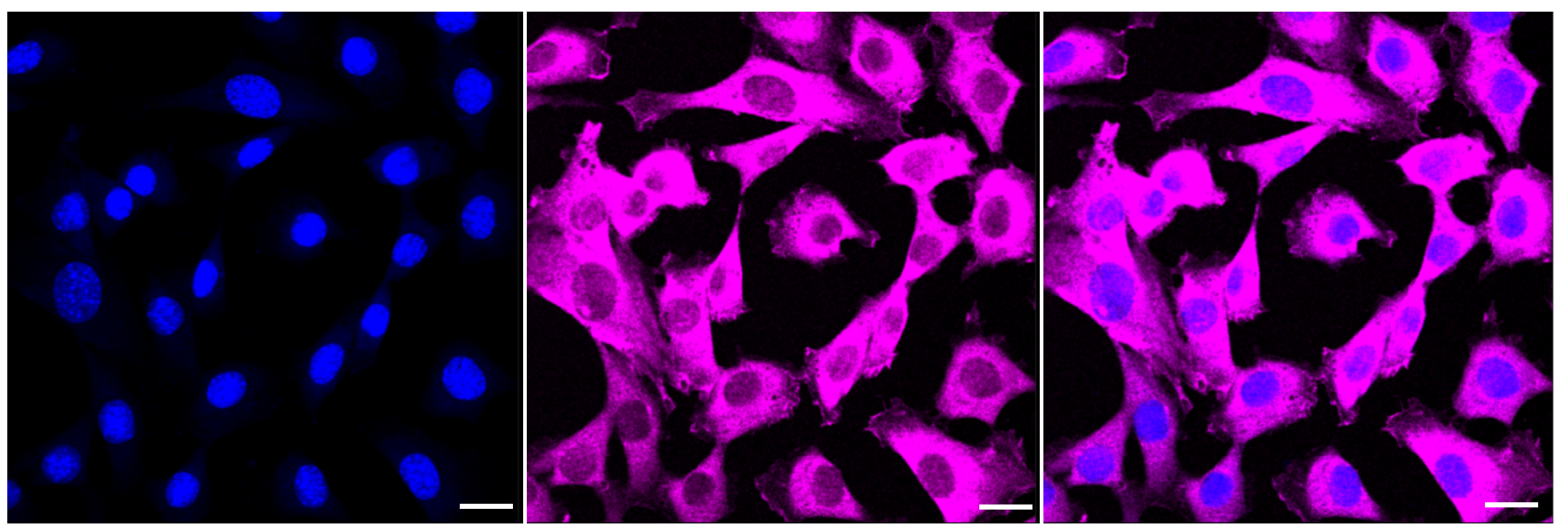 [KD Validated] Anti-PPIF Rabbit mAb [80Q00A03]