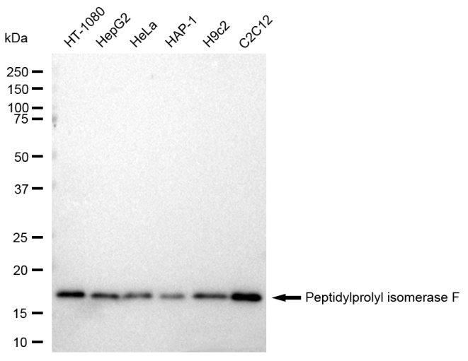 [KD Validated] Anti-PPIF Rabbit mAb [80Q00A03]