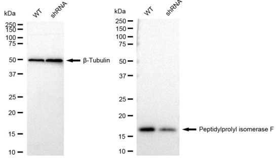 [KD Validated] Anti-PPIF Rabbit mAb [80Q00A03]