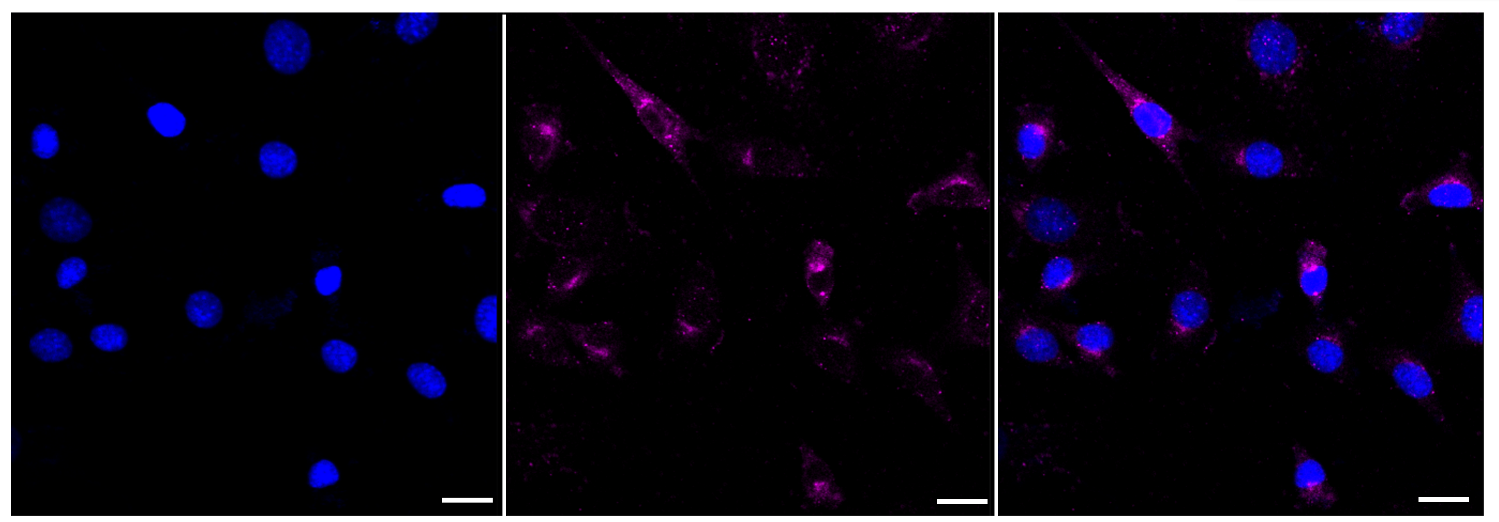 [KD Validated] Anti-TAX1BP1 Rabbit mAb [28F38A94]