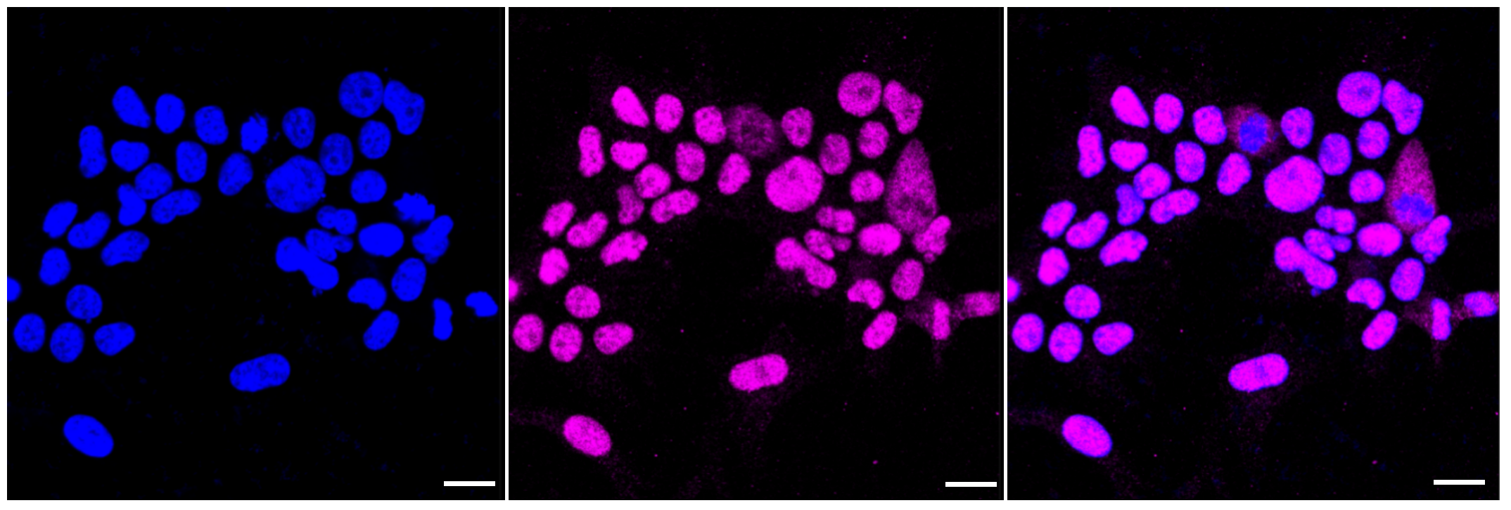 [KD Validated] Anti-HAT1 Rabbit mAb [77T45T67]