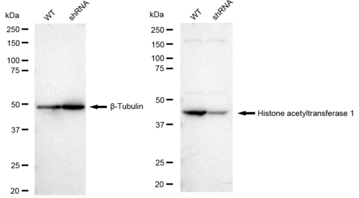 [KD Validated] Anti-HAT1 Rabbit mAb [77T45T67]