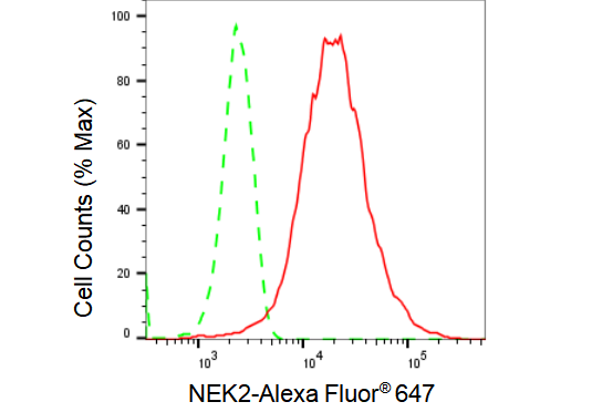 [KD Validated] Anti-NEK2 Rabbit mAb [83P91C53]