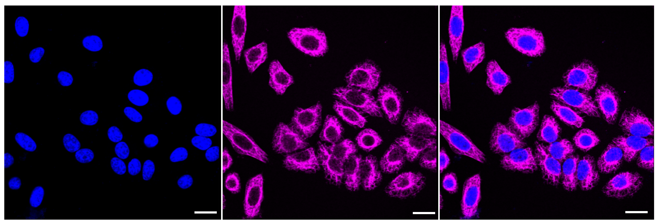 [KD Validated] Anti-NEK2 Rabbit mAb [83P91C53]