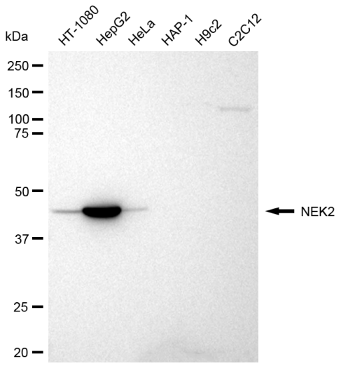 [KD Validated] Anti-NEK2 Rabbit mAb [83P91C53]