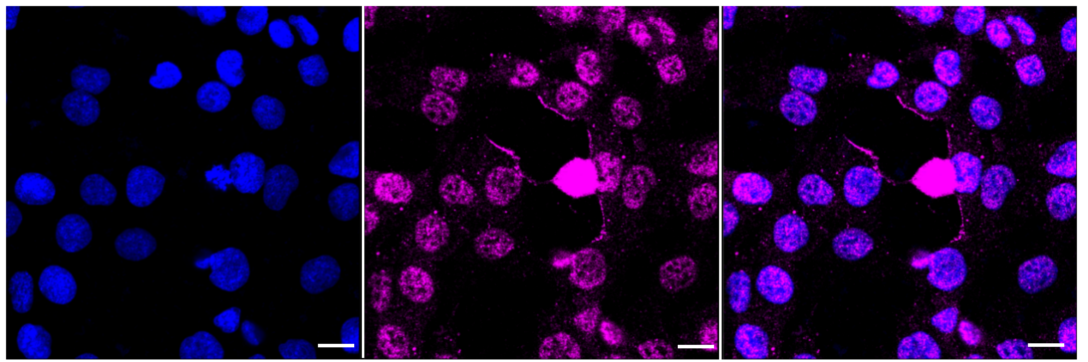 [KD Validated] Anti-PRKDC Rabbit mAb [37B56S55]