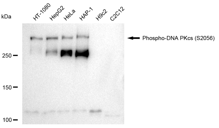 [KD Validated] Anti-PRKDC Rabbit mAb [37B56S55]
