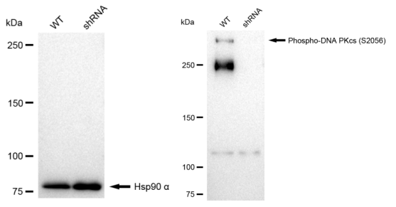 [KD Validated] Anti-PRKDC Rabbit mAb [37B56S55]