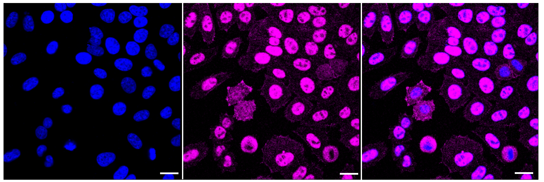 [KD Validated] Anti-PRKDC Rabbit mAb [60S60B40]
