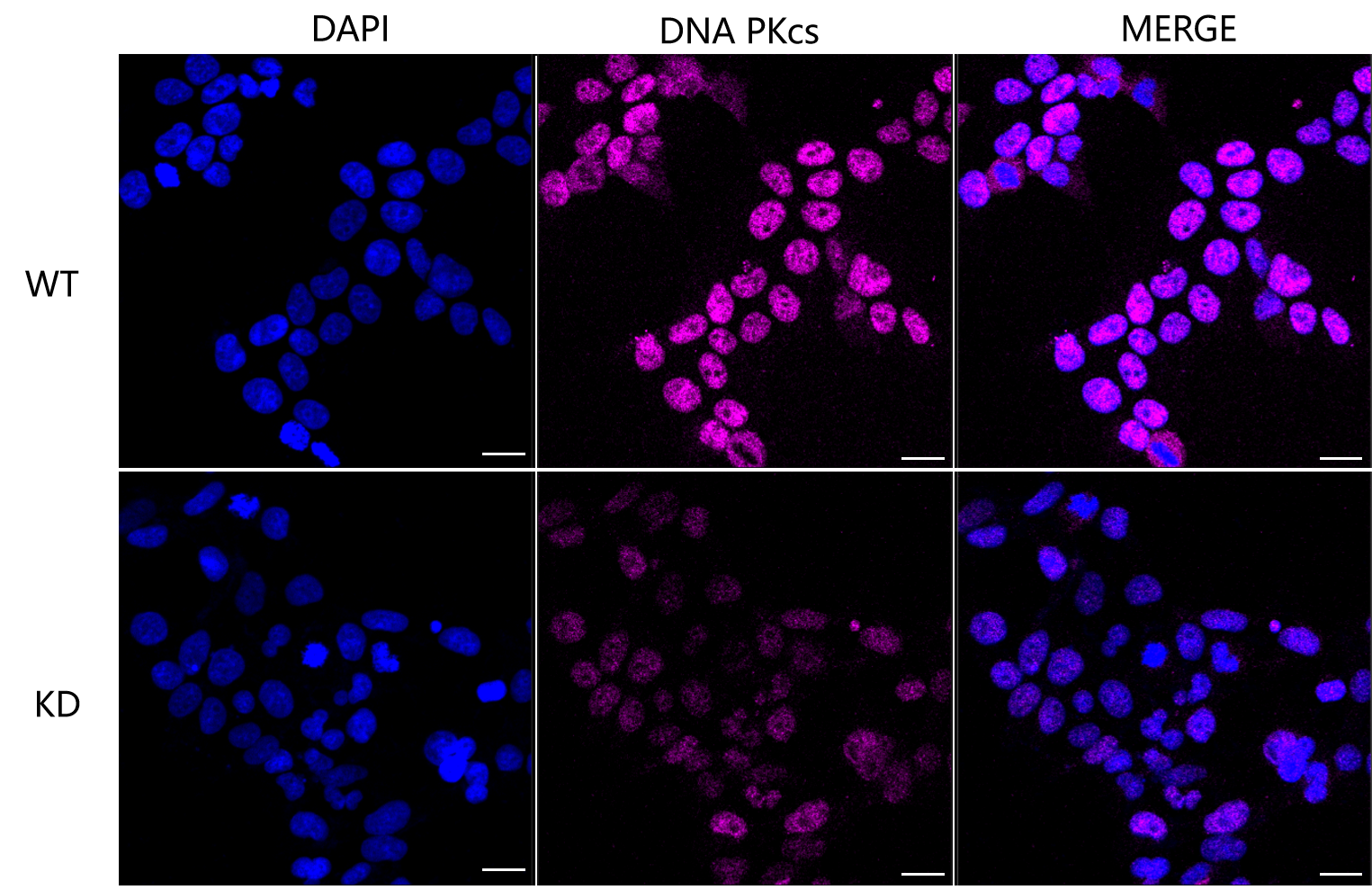 [KD Validated] Anti-PRKDC Rabbit mAb [60S60B40]