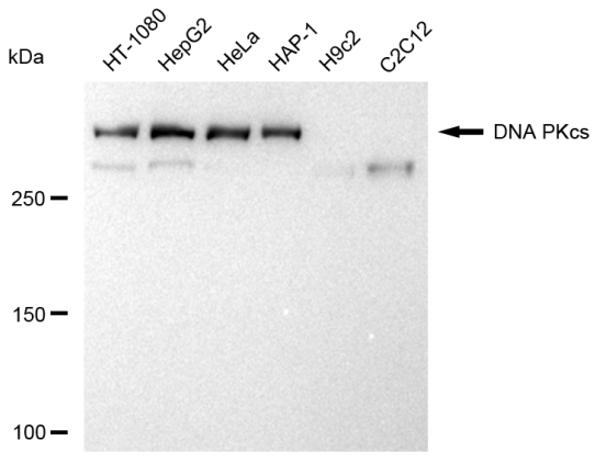 [KD Validated] Anti-PRKDC Rabbit mAb [60S60B40]