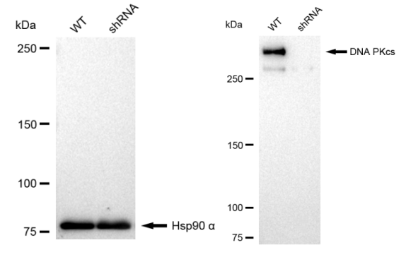 [KD Validated] Anti-PRKDC Rabbit mAb [60S60B40]